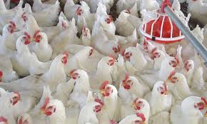 animal husbandry and poultry-farm waste materials